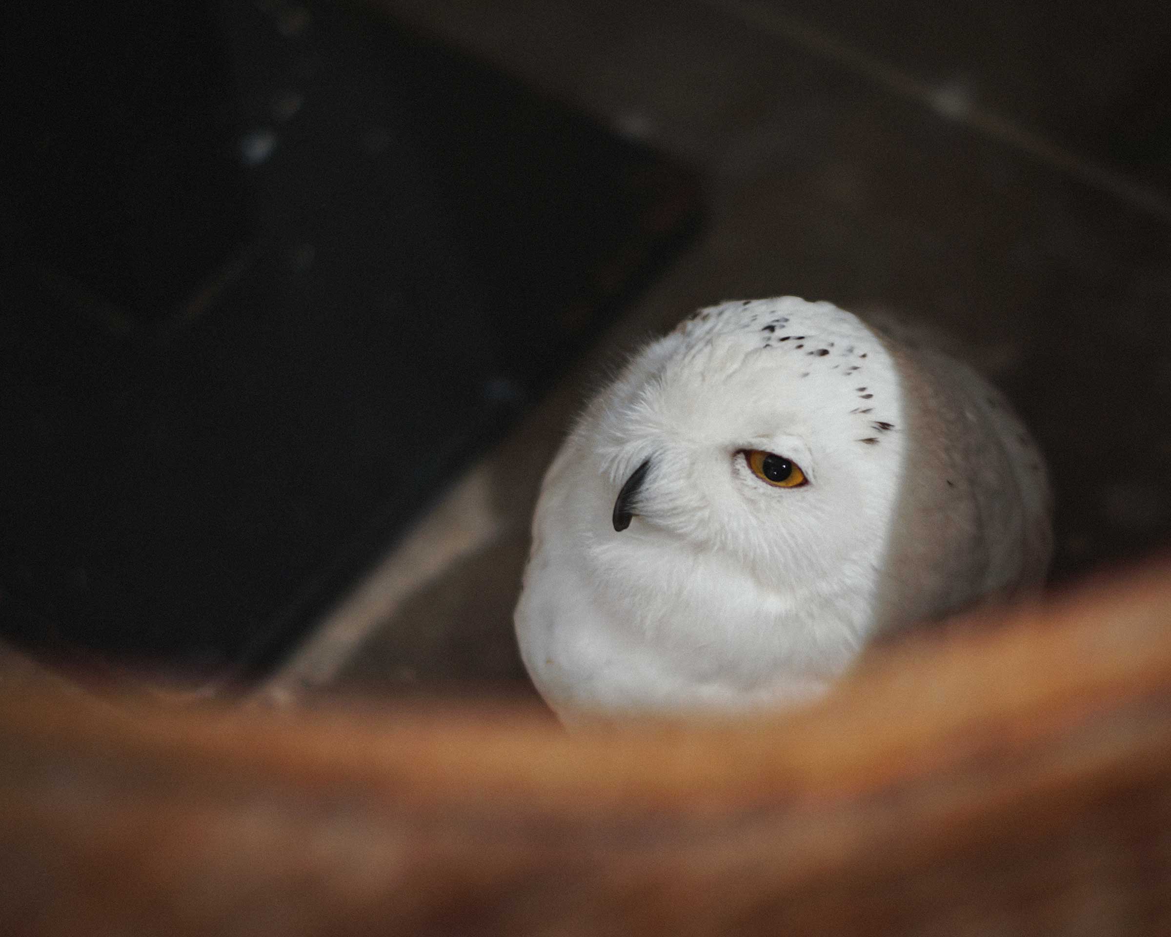 Snowy Owl : Sea-chan at Cafe HOOT HOOT