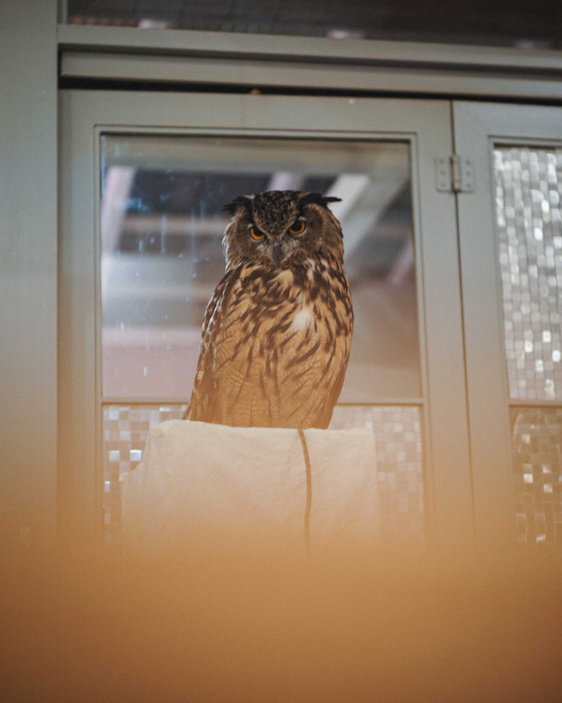 Eurasion Eagle Owl : Yu-kun at Cafe HOOT HOOT